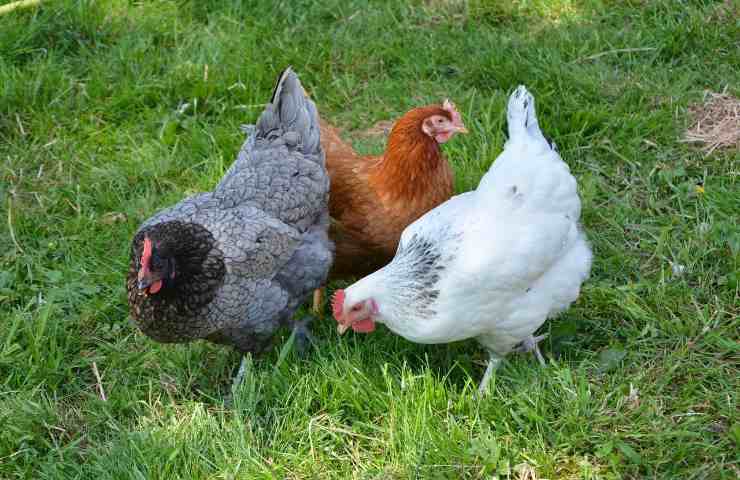 malattie galline morte come riconoscerle