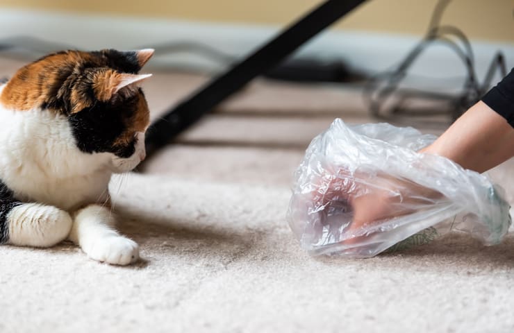 Gatto che gioca con un sacchetto di plastica (Foto Adobe)