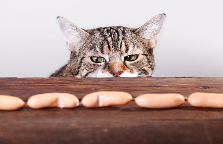 Gatto che vorrebbe il cibo sul tavolo (Foto Adobe)