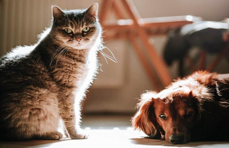 Gatto e cane (Foto Pexels)
