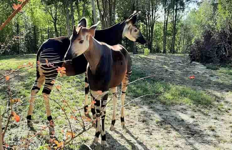 Giovane coppia Okapi genitori di Italo (Foto Facebook Parco Zoo Falconara)