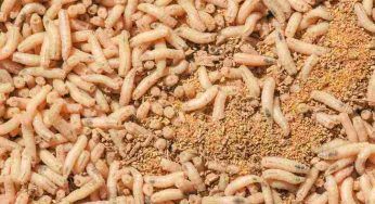 I temibili cagnotti: ma che vermi sono, come si formano e quando