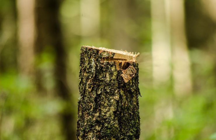 Legna senza abbattere alberi