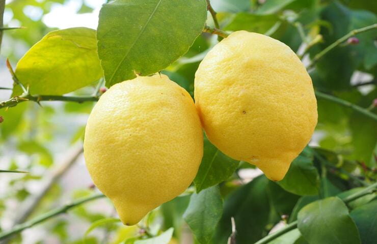 Limoni (Foto Pixabay)