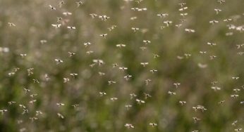 Moscerini in casa: da cosa sono attratti e come allontanarli