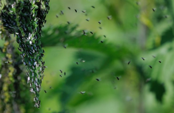 trappole moscerini lontani da casa