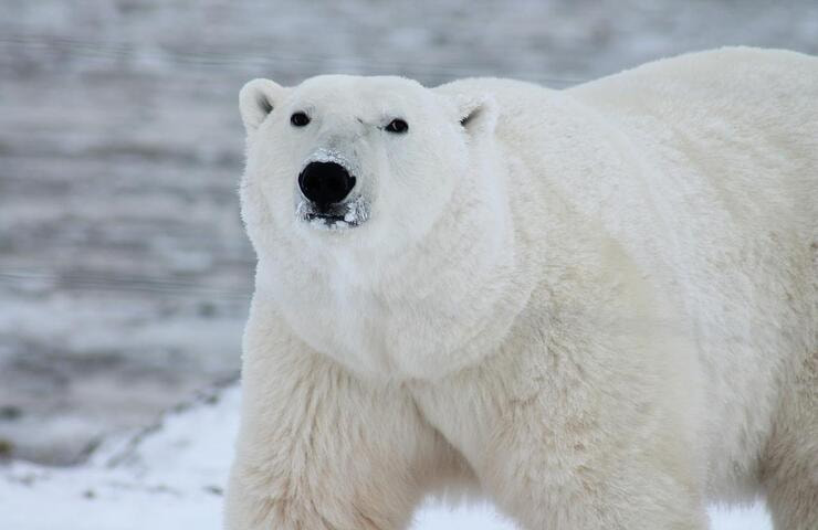 Orso polare (Foto Pixabay)