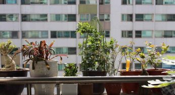 Acqua del condizionatore: come usarla per le piante