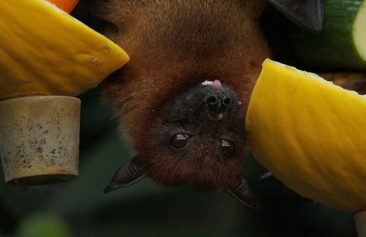 Pipistrello (Foto Pexels)