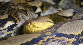 Animali vietati in casa: quali non si possono tenere in Italia