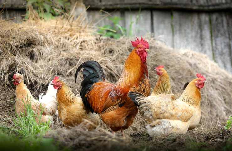 Galline aviaria malate come riconoscerle