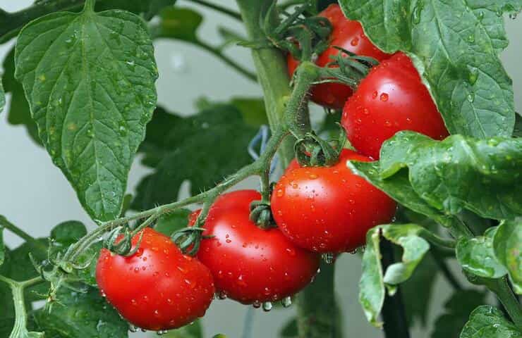 Pomodori bagnati pioggia (Foto Pixabay)
