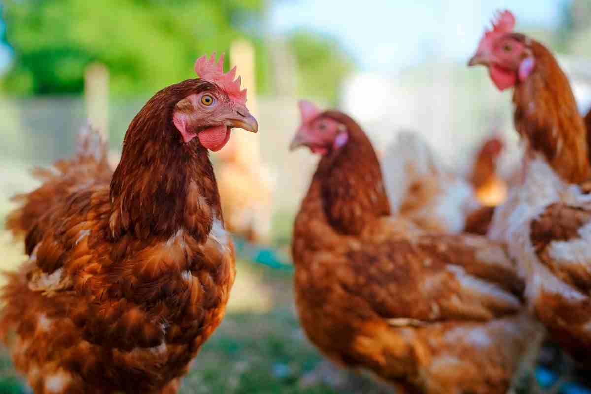 Riconoscere le malattie letali nelle galline