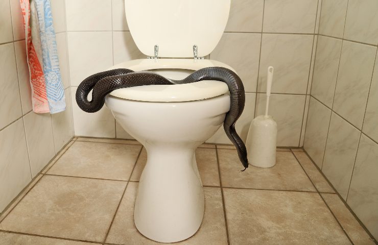 Serpente nel WC 