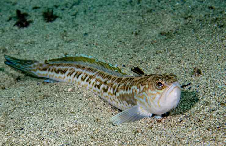 Tracina veleno puntura sabbia pesce