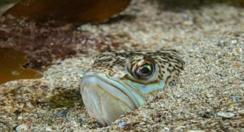 Non solo le meduse: questo animale sotto la sabbia ha un veleno potente