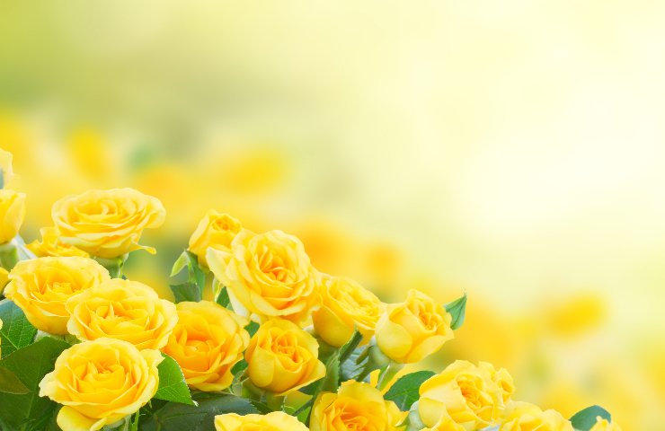 rose gialle occasione per regalarle significato