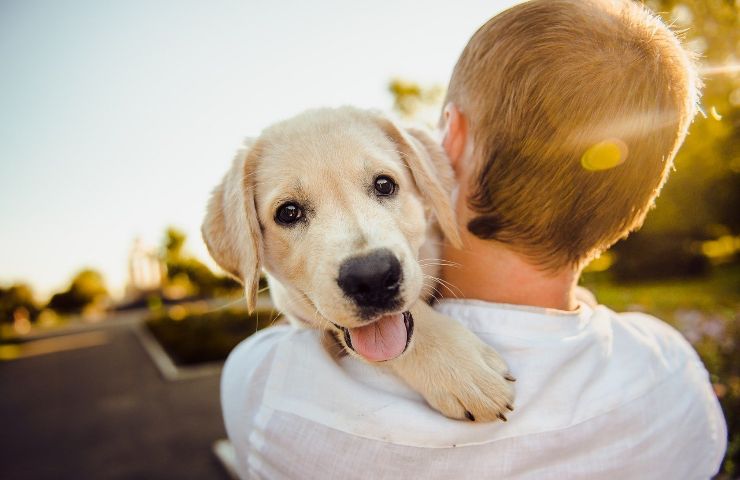 hotle cane regole permesso cosa portare