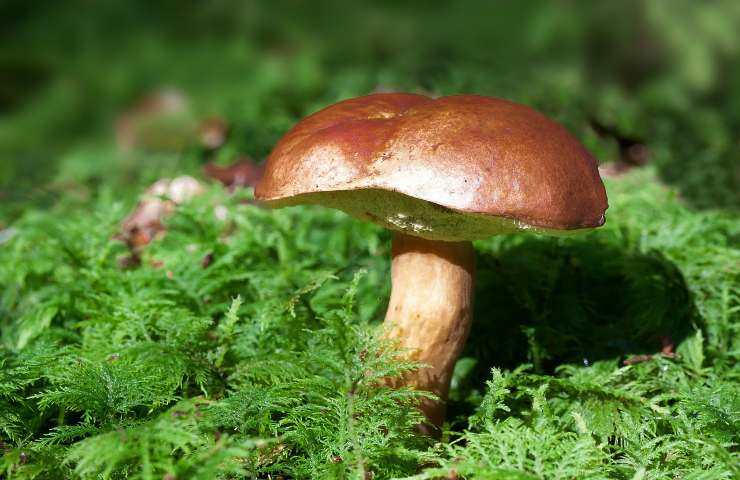 funghi riconoscere specie velenose