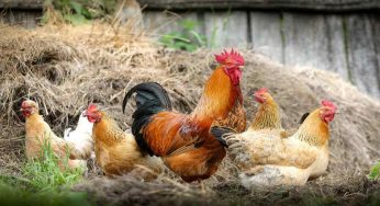 Come fare soldi con polli e galline: cosa serve