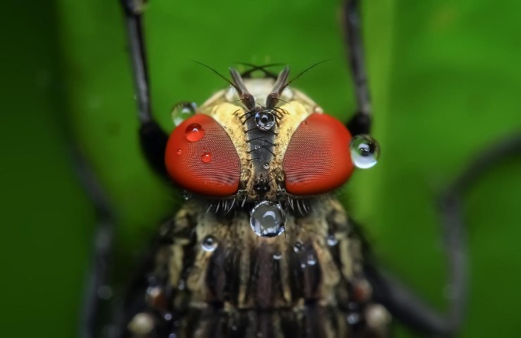 mosca occhi velocità studio