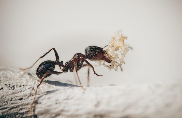 formiche in casa da dove vengono