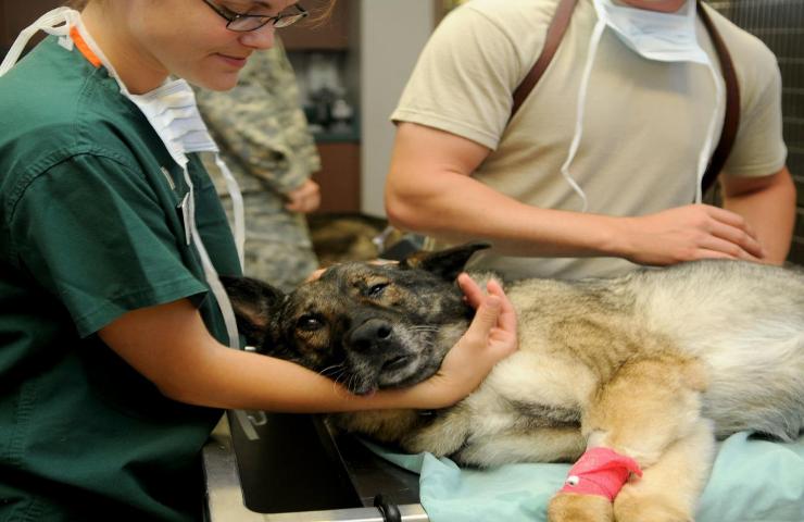 guadagno annuo veterinario italia