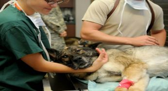 Quanto guadagna in media un veterinario?
