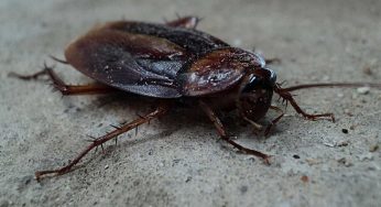 Come riconoscere una blatta da uno scarafaggio