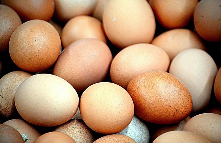 uova galline guscio colore