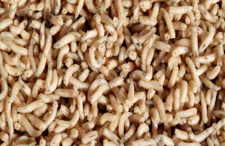 Vermi nella spazzatura perchè succede