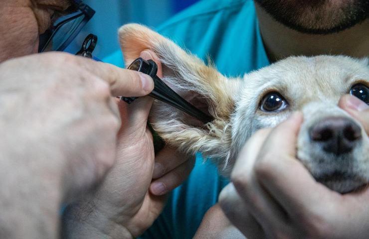 Veterinario laurea