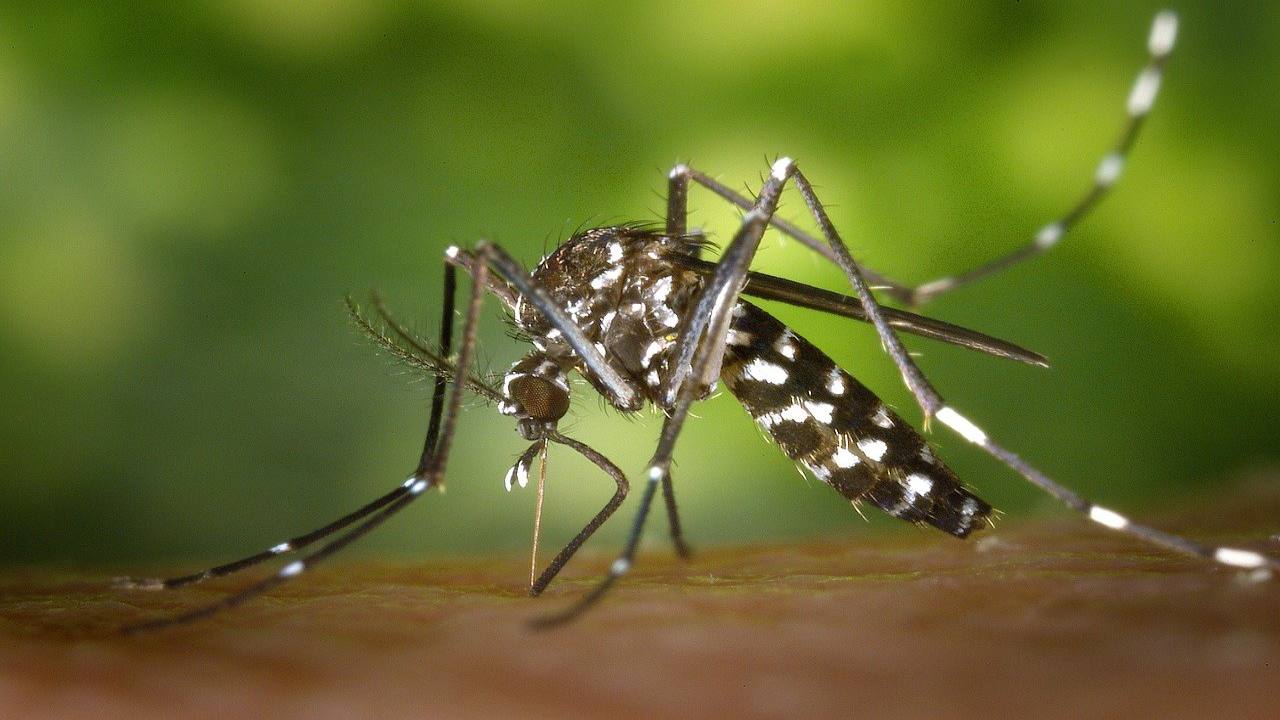 Zanzare repellenti chimici e naturali migliori