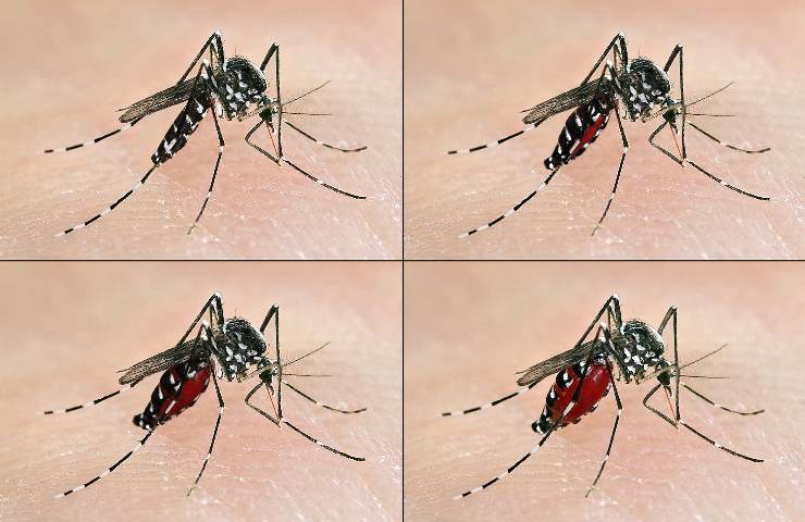 Zanzara tigre dengue Singapore epidemia pericolo