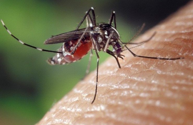 which diseases transmitted tiger mosquito