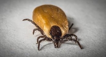 Vaccino anti-zecca, come funziona e perché è importante