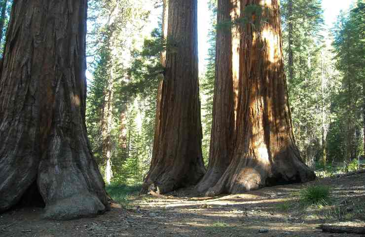 alberi giganti quali sono