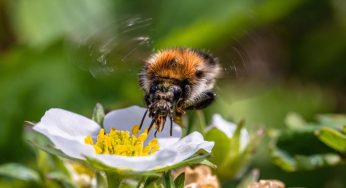 Giardino: come attirare gli insetti impollinatori con i fiori giusti