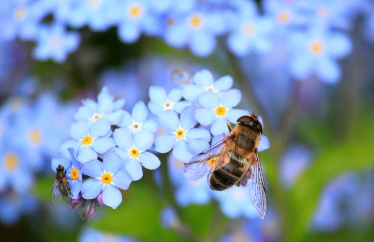 insetti impollinatori giardino