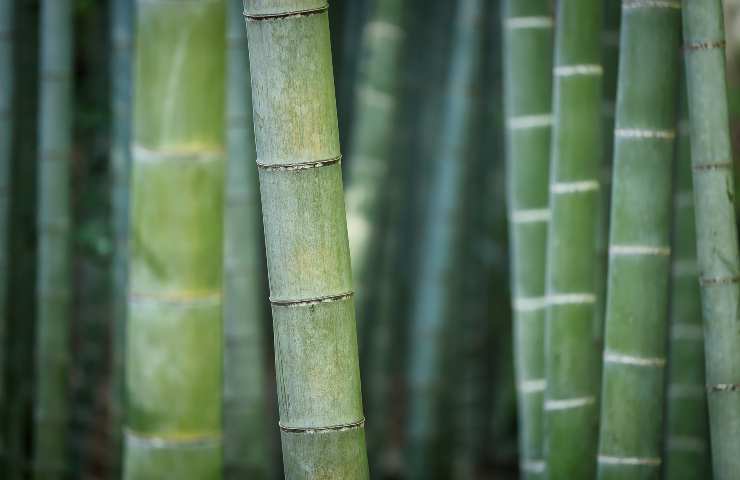 bamboo coltivazione casa