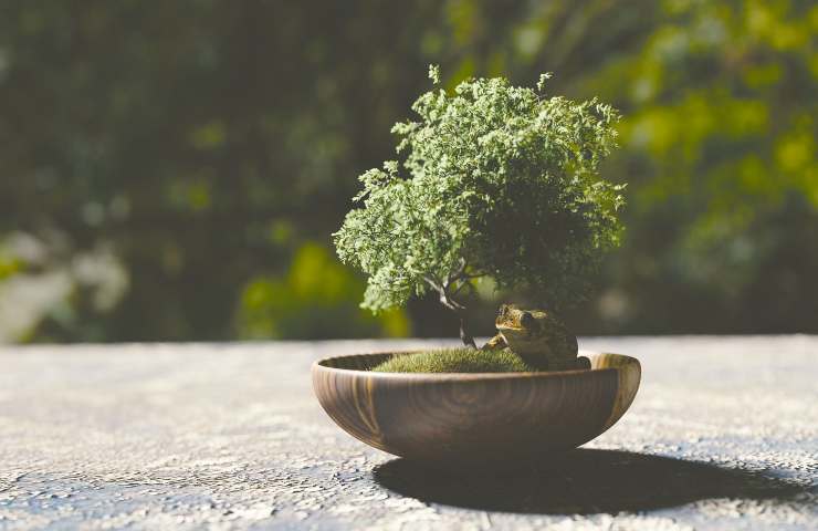 bonsai insetti predatori