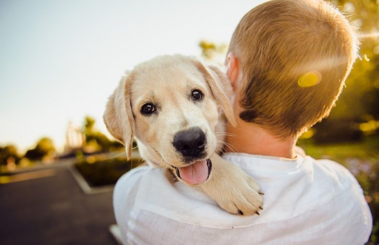 cane passaporto quanto costa