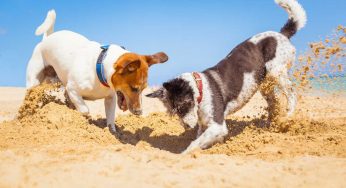 Si può portare il cane in spiaggia? Cosa dice la legge