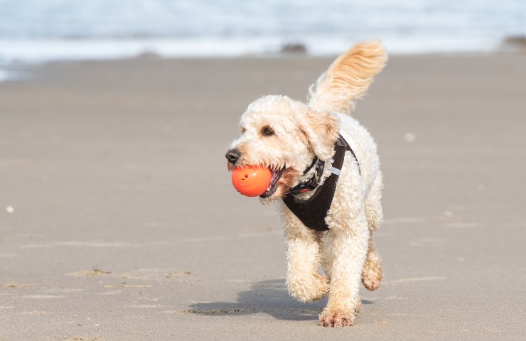 cane in spiaggia divieti
