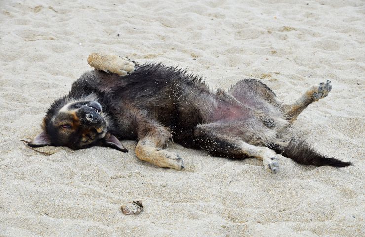 cani in spiaggia museruola