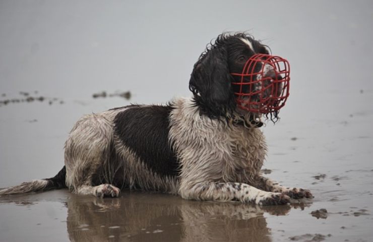 cani in spiaggia museruola