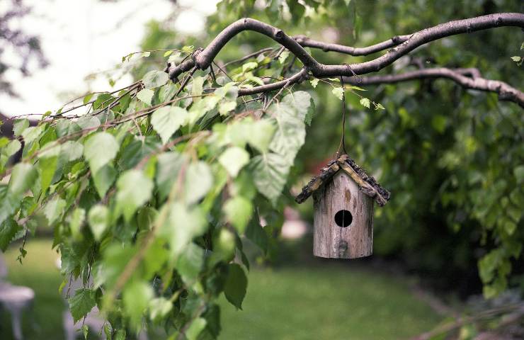 birdgardening come si attirano uccellini