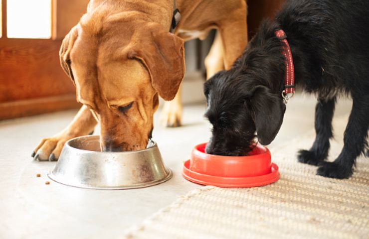 cibo cani conservazione