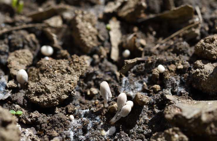 crisi climatica enzima pulitore