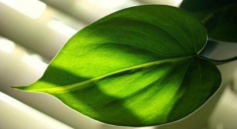 Filodentro: attenzione ai rischi legati a questa pianta